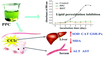 Graphical abstract: Antioxidant and hepatoprotective effects of a pigment–protein complex from Chlorella vulgaris on carbon tetrachloride-induced liver damage in vivo