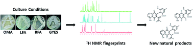 Graphical abstract: NMR fingerprints, an integrated approach to uncover the unique components of the drug-like natural product metabolome of termite gut-associated Streptomyces species