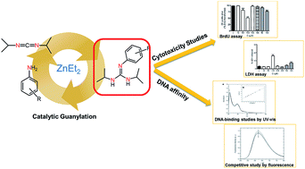 Graphical abstract: Phenyl-guanidine derivatives as potential therapeutic agents for glioblastoma multiforme: catalytic syntheses, cytotoxic effects and DNA affinity