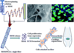 Graphical abstract: Methylsulfonylmethane-loaded electrospun poly(lactide-co-glycolide) mats for cartilage tissue engineering
