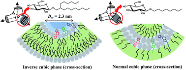 Graphical abstract: Comparative study of the inverse versus normal bicontinuous cubic phases of the β-d-glucopyranoside water-driven self-assemblies using fluorescent probes