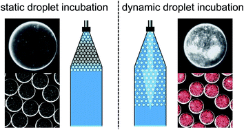 Graphical abstract: Enhanced and homogeneous oxygen availability during incubation of microfluidic droplets