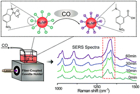 Graphical abstract: In situ monitoring of palladacycle-mediated carbonylation by surface-enhanced Raman spectroscopy