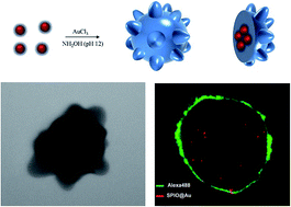 Graphical abstract: One-step synthesis of magnetic gold nanostars for bioimaging applications