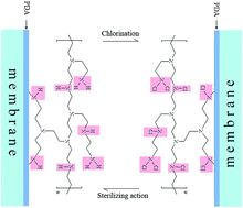 Graphical abstract: Enhancement in membrane performances of a commercial polyamide reverse osmosis membrane via surface coating of polydopamine followed by the grafting of polyethylenimine