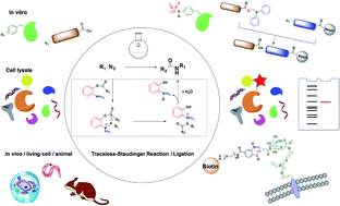 Graphical abstract: The recent developments and applications of the traceless-Staudinger reaction in chemical biology study