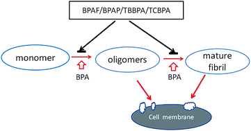 Graphical abstract: Bisphenol analogues differently affect human islet polypeptide amyloid formation