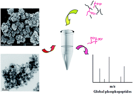 Graphical abstract: Metal ion-immobilized magnetic nanoparticles for global enrichment and identification of phosphopeptides by mass spectrometry