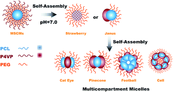 Graphical abstract: Multicompartment micelles based on hierarchical co-assembly of PCL-b-PEG and PCL-b-P4VP diblock copolymers
