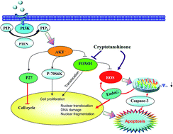Graphical abstract: Cryptotanshinone inhibits proliferation and induces apoptosis via mitochondria-derived reactive oxygen species involving FOXO1 in estrogen receptor-negative breast cancer Bcap37 cells