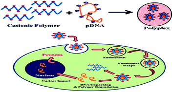 Graphical abstract: Synthesis of a carboxymethylated guar gum grafted polyethyleneimine copolymer as an efficient gene delivery vehicle