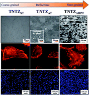 Graphical abstract: Developing biomedical nano-grained β-type titanium alloys using high pressure torsion for improved cell adherence