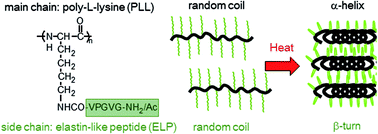 Graphical abstract: Effect of main chain conformation on thermosensitivity in elastin-like peptide-grafted polylysine