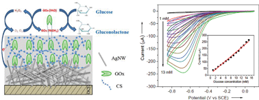 Graphical abstract: Chitosan supported silver nanowires as a platform for direct electrochemistry and highly sensitive electrochemical glucose biosensing