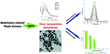 Graphical abstract: Synthesis of silver nanoparticles from Metarhizium robertsii waste biomass extract after nonylphenol degradation, and their antimicrobial and catalytic potential