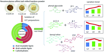 Graphical abstract: Variations of lignin–lignin and lignin–carbohydrate linkages from young Neosinocalamus affinis bamboo culms