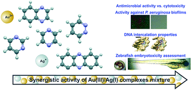 Graphical abstract: A comparative antimicrobial and toxicological study of gold(iii) and silver(i) complexes with aromatic nitrogen-containing heterocycles: synergistic activity and improved selectivity index of Au(iii)/Ag(i) complexes mixture