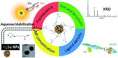 Graphical abstract: Precise determination of the nanoparticle concentration and ligand density of engineered water-soluble HgSe fluorescent nanoparticles