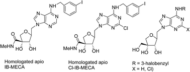 Graphical abstract: Novel homologated-apio adenosine derivatives as A3 adenosine receptor agonists: design, synthesis and molecular docking studies