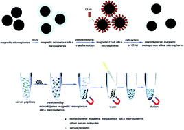 Graphical abstract: Monodisperse magnetic mesoporous silica microspheres facilitate the studies of gastric cancer-specific peptides in sera