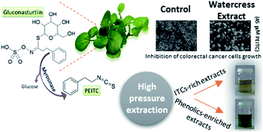 Graphical abstract: Recovery of antioxidant and antiproliferative compounds from watercress using pressurized fluid extraction