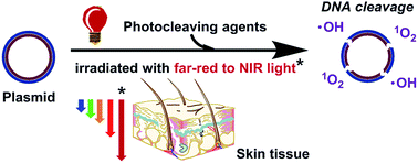 Graphical abstract: DNA photo-cleaving agents in the far-red to near-infrared range – a review