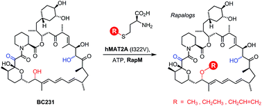Graphical abstract: Site-specific bioalkylation of rapamycin by the RapM 16-O-methyltransferase