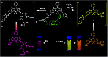Graphical abstract: A dual-response BODIPY-based fluorescent probe for the discrimination of glutathione from cystein and homocystein