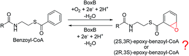 Graphical abstract: Mechanism and selectivity of the dinuclear iron benzoyl-coenzyme A epoxidase BoxB