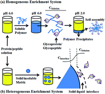 Graphical abstract: A pH-responsive soluble polymer-based homogeneous system for fast and highly efficient N-glycoprotein/glycopeptide enrichment and identification by mass spectrometry