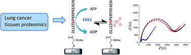 Graphical abstract: Integrating proteomics with electrochemistry for identifying kinase biomarkers