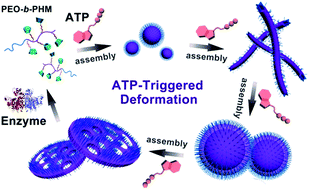 Graphical abstract: ATP-triggered biomimetic deformations of bioinspired receptor-containing polymer assemblies