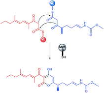 Graphical abstract: In vitro reconstitution of α-pyrone ring formation in myxopyronin biosynthesis