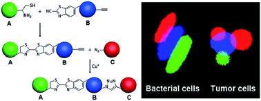 Graphical abstract: Bridging cells of three colors with two bio-orthogonal click reactions