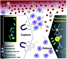 Graphical abstract: Photoresponsive immunomagnetic nanocarrier for capture and release of rare circulating tumor cells