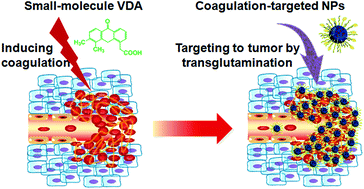 Graphical abstract: A cooperative polymeric platform for tumor-targeted drug delivery