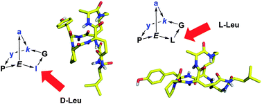Graphical abstract: Bridged bicyclic peptides as potential drug scaffolds: synthesis, structure, protein binding and stability