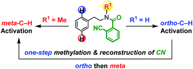 Graphical abstract: Pd(ii)-catalyzed remote regiodivergent ortho- and meta-C–H functionalizations of phenylethylamines
