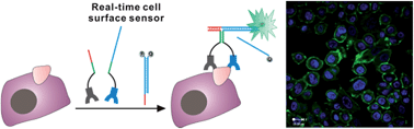 Graphical abstract: Constructing real-time, wash-free, and reiterative sensors for cell surface proteins using binding-induced dynamic DNA assembly