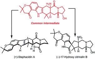 Graphical abstract: Unified approach to prenylated indole alkaloids: total syntheses of (−)-17-hydroxy-citrinalin B, (+)-stephacidin A, and (+)-notoamide I