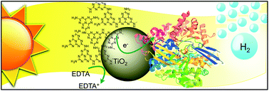 Graphical abstract: Carbon nitride–TiO2 hybrid modified with hydrogenase for visible light driven hydrogen production