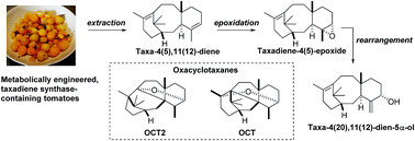 Graphical abstract: Accessing low-oxidation state taxanes: is taxadiene-4(5)-epoxide on the taxol biosynthetic pathway?