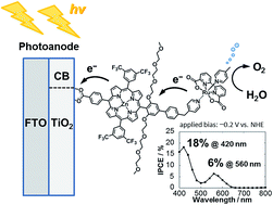 Graphical abstract: Visible light-driven water oxidation using a covalently-linked molecular catalyst–sensitizer dyad assembled on a TiO2 electrode