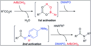 Graphical abstract: Boronic acid–DMAPO cooperative catalysis for dehydrative condensation between carboxylic acids and amines