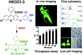 Graphical abstract: HKOCl-3: a fluorescent hypochlorous acid probe for live-cell and in vivo imaging and quantitative application in flow cytometry and a 96-well microplate assay