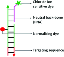 Graphical abstract: Rational design of a quantitative, pH-insensitive, nucleic acid based fluorescent chloride reporter