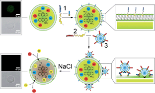 Graphical abstract: Targeted anion transporter delivery by coiled-coil driven membrane fusion