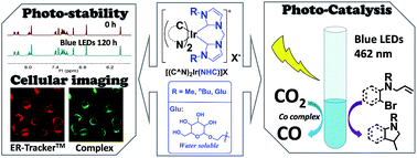 Graphical abstract: Stable luminescent iridium(iii) complexes with bis(N-heterocyclic carbene) ligands: photo-stability, excited state properties, visible-light-driven radical cyclization and CO2 reduction, and cellular imaging