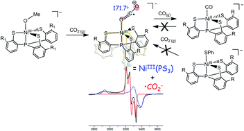 Graphical abstract: [NiIII(OMe)]-mediated reductive activation of CO2 affording a Ni(κ1-OCO) complex