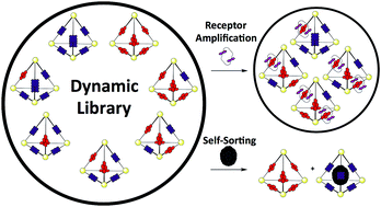 Graphical abstract: Catenation and encapsulation induce distinct reconstitutions within a dynamic library of mixed-ligand Zn4L6 cages